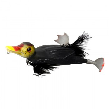 duck coot-800x800